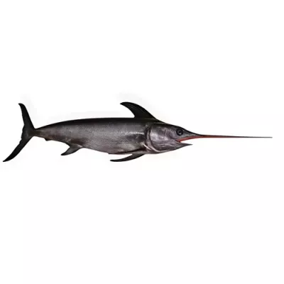 Swordfish
