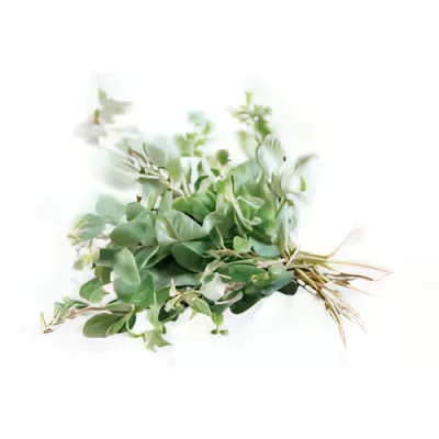 Oregano (Origanum vulgare)