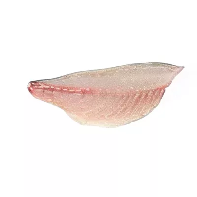 Sea Bream Fillet sashimi
