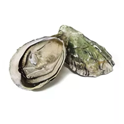 Oyster Bela Maraa "2"