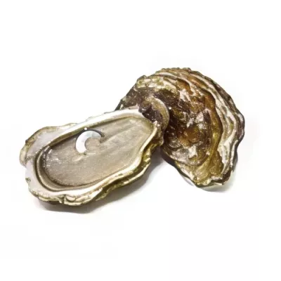 Fine Saint-Vaast Style Oyster "3"