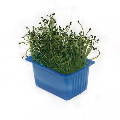 Rock cress (Arabis spp.)