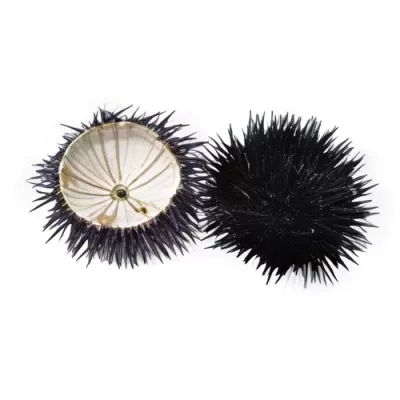Sea Urchin Shells