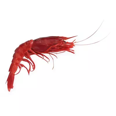 Carabinero Prawn