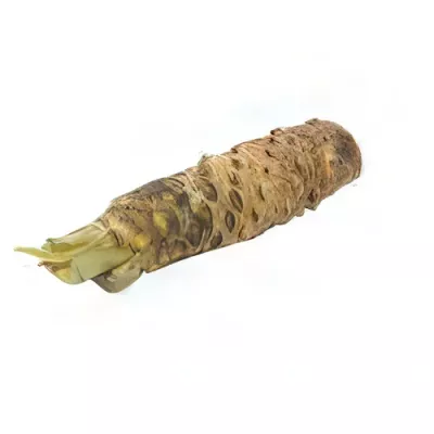 Fresh Sawa wasabi root (Wasabia japonica)