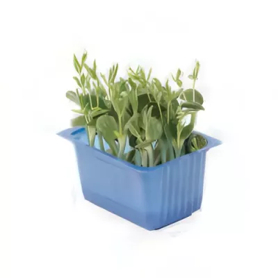 Lupine cress (Lupinus spp.)