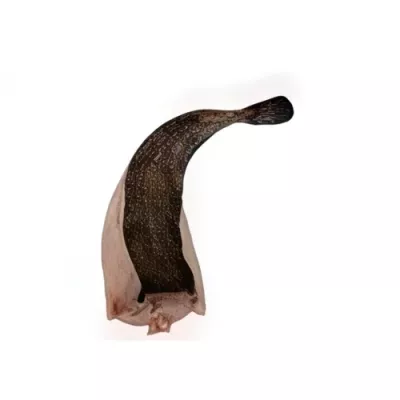 Monkfish Tail premium cut