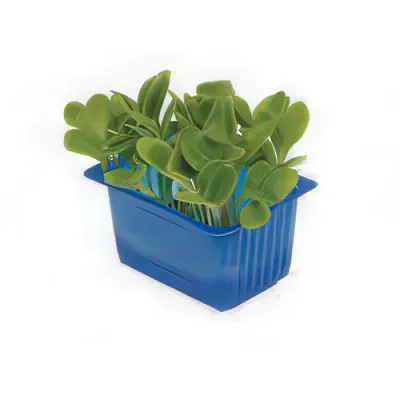 Borage cress (Borago officinalis shoots)