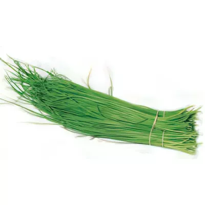 Chives (Allium schoenoprasum)