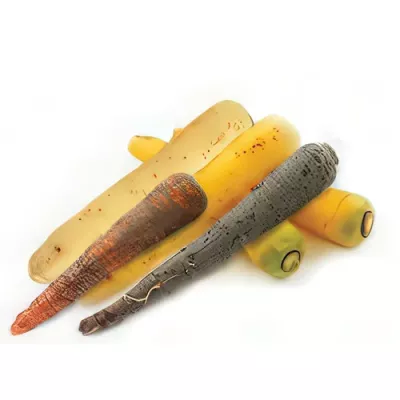 Mixed colour carrots (Daucus carota subsp. sativus)