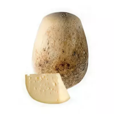 Young Schiena d'Asino