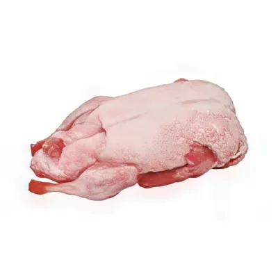 Whole farmed mallard duck
