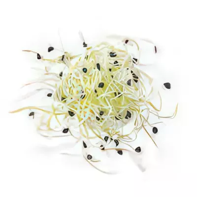 Leek microgreens (Allium porrum)