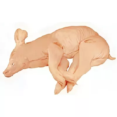 Whole milk-fed piglet