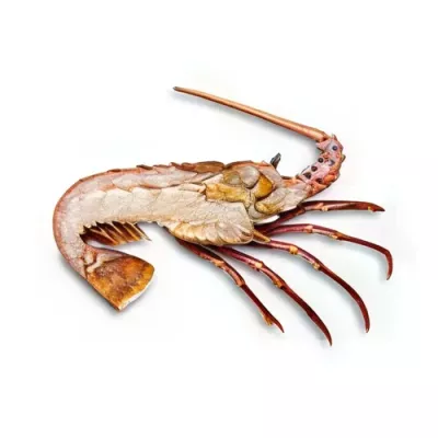 Western Rock Lobster Half SPLIT