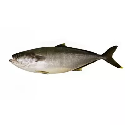 Yellowtail Amberjack (Seriola lalandi)
