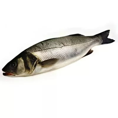 European Sea Bass