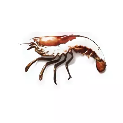 Canadian Lobster Half SPLIT