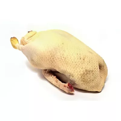 Whole female duck