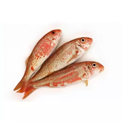 Red Mullet