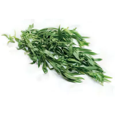 Tarragon (Artemisia dracunculus)
