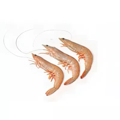 Monodon Tiger Prawn "I"