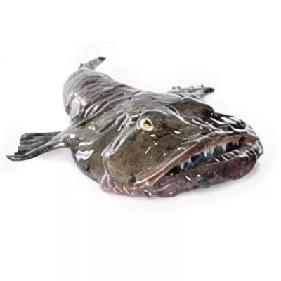 Monkfish
