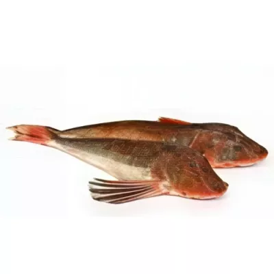 Gurnard