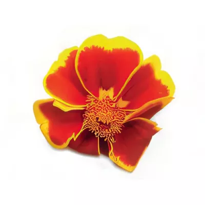 Marigold flowers (Tagetes erecta)