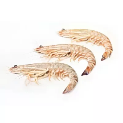 Mazzancolle Prawn "II"
