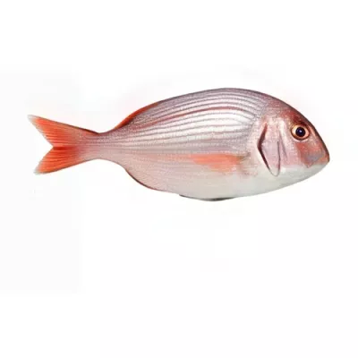 Pink Porgy