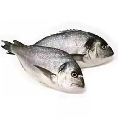 Gilt-head Sea Bream