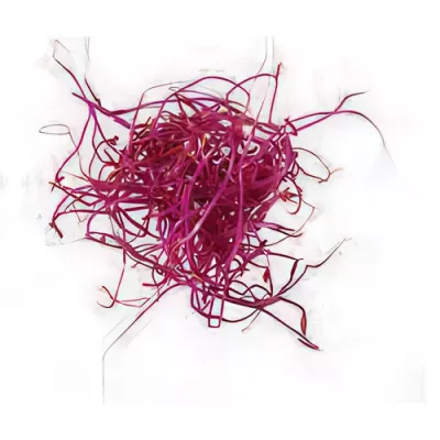 Red beet microgreens (Beta vulgaris)