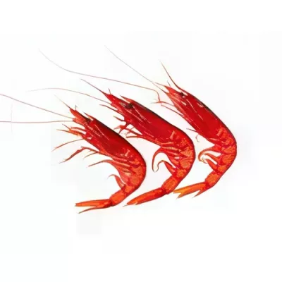 Red Prawn "I"