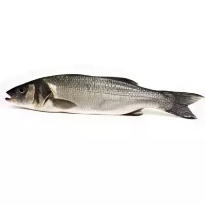 Line-caught European Sea Bass
