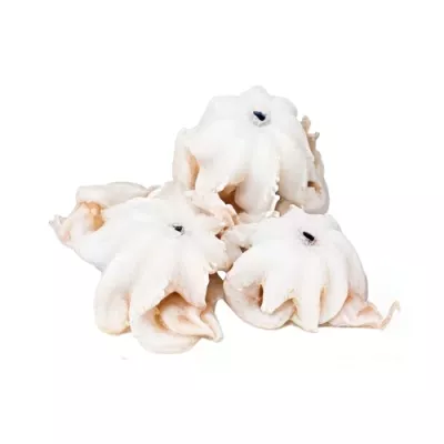 Curled Moscardino Octopus extra small