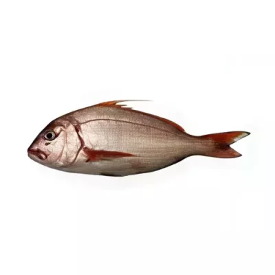 Red Dentex