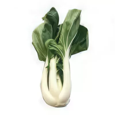 Pak choi (Brassica rapa subsp. chinensis)