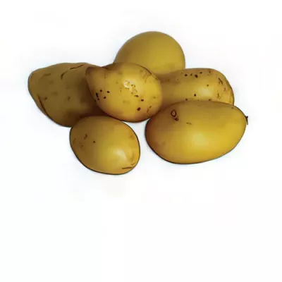 Patata Fine de Ratte