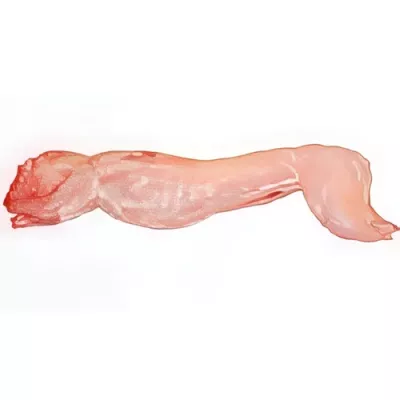 Whole rabbit
