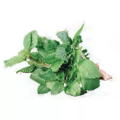 Lemon balm (Melissa officinalis)