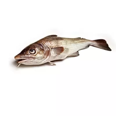 North Atlantic Cod