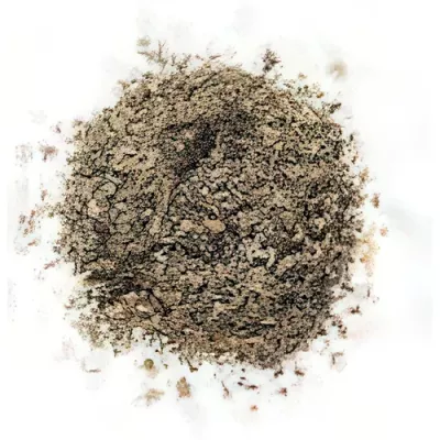 Pantelleria oregano (Origanum vulgare)