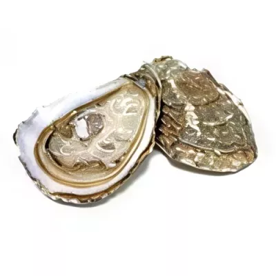 Spéciale Carantec Oyster "1"