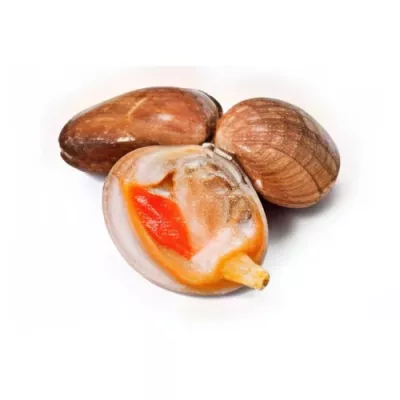 Warty Venus Clam