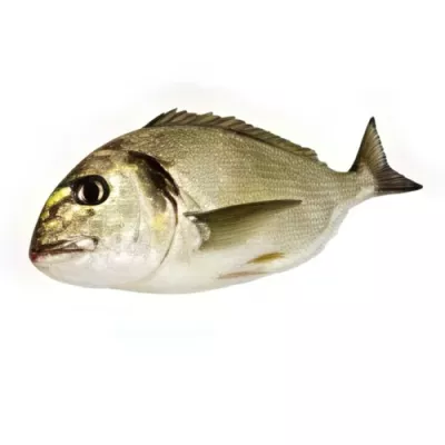 Royale Sea Bream