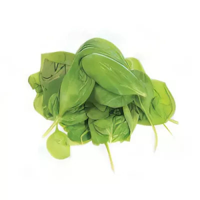 Spinach (Spinacia oleracea)