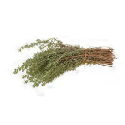 Lemon thyme (Thymus citriodorus)