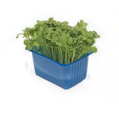 Daikon cress (Raphanus sativus var. longipinnatus)