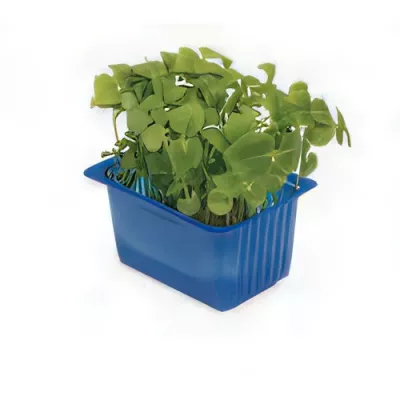 Green shiso cress (Perilla frutescens)